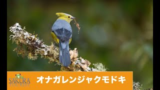 オナガレンジャクモドキ Long tailed Silky Flycatcher【コスタリカ】