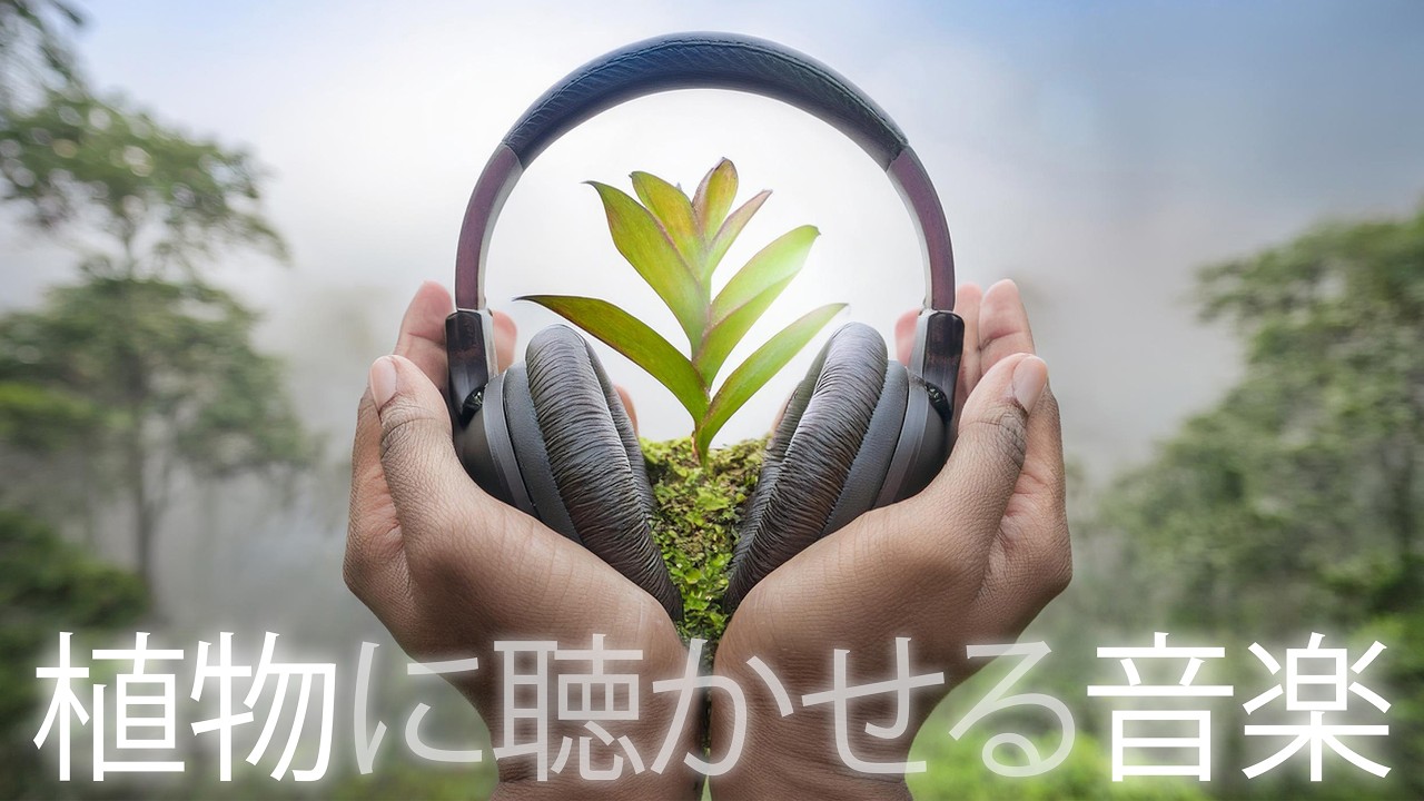 10時間🌱植物成長音楽🌱周波数 528Hz🌱植物が聴く音楽🌱植物の健康成長を促進