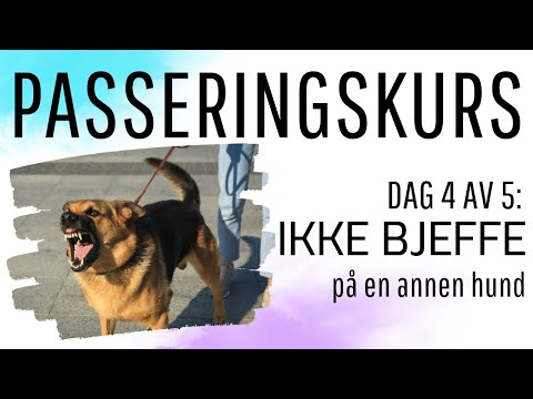 Video: Hvordan lære hunden din Hvordan lukke dører