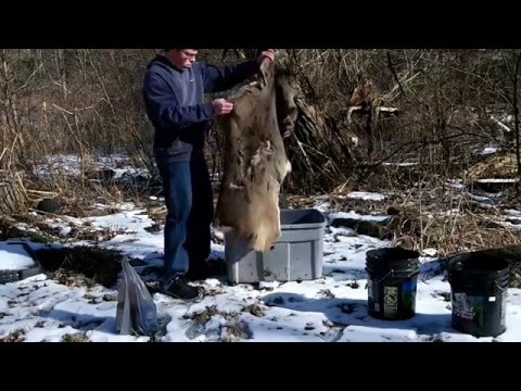 (part 2 of 3) Hair-On Brain tanned Deer Skin