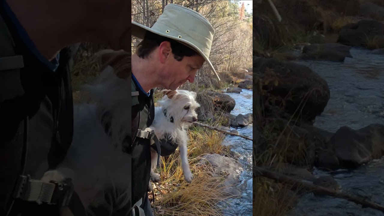 Как защитить собаку от влаги во время похода по заповеднику Гила-Ривер.