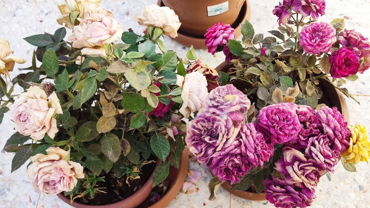 📢Hastalanan Güllerimin Bakımını ✅İlaçlamasını Budamasını ✅Temizlemesini ✅Nasıl Yapıyorum Gül Bakımı