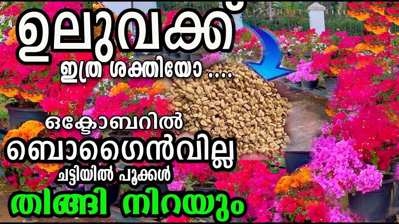 ഒക്ടോബറിൽ തിങ്ങി നിറയാൻ കൊടുക്ക്/bogainvill fertilizer/malalayalam 