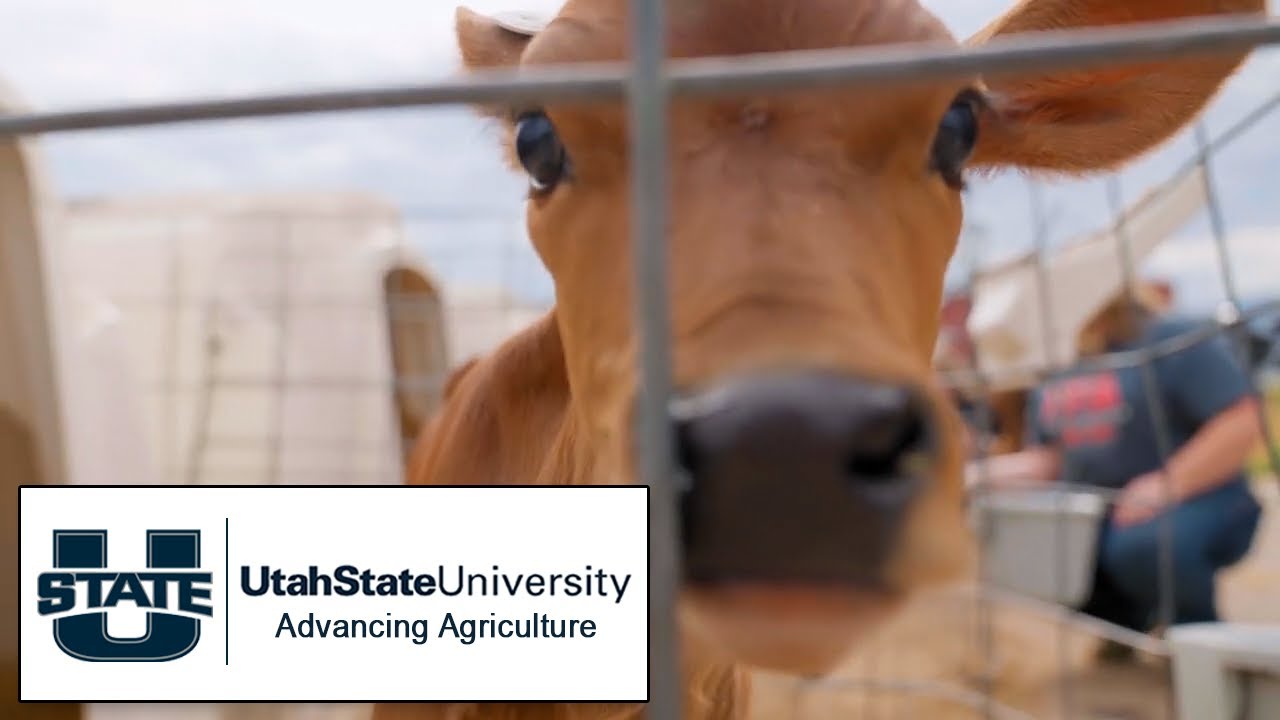 Advancing Agriculture at USU | The College Tour - YouTube