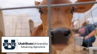 Advancing Agriculture at USU | The College Tour