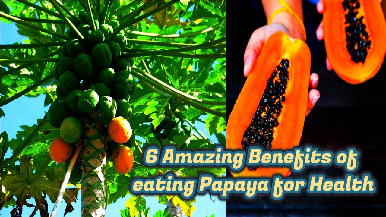 6 Amazing Benefits of eating Papaya for Health Papaya fruit The