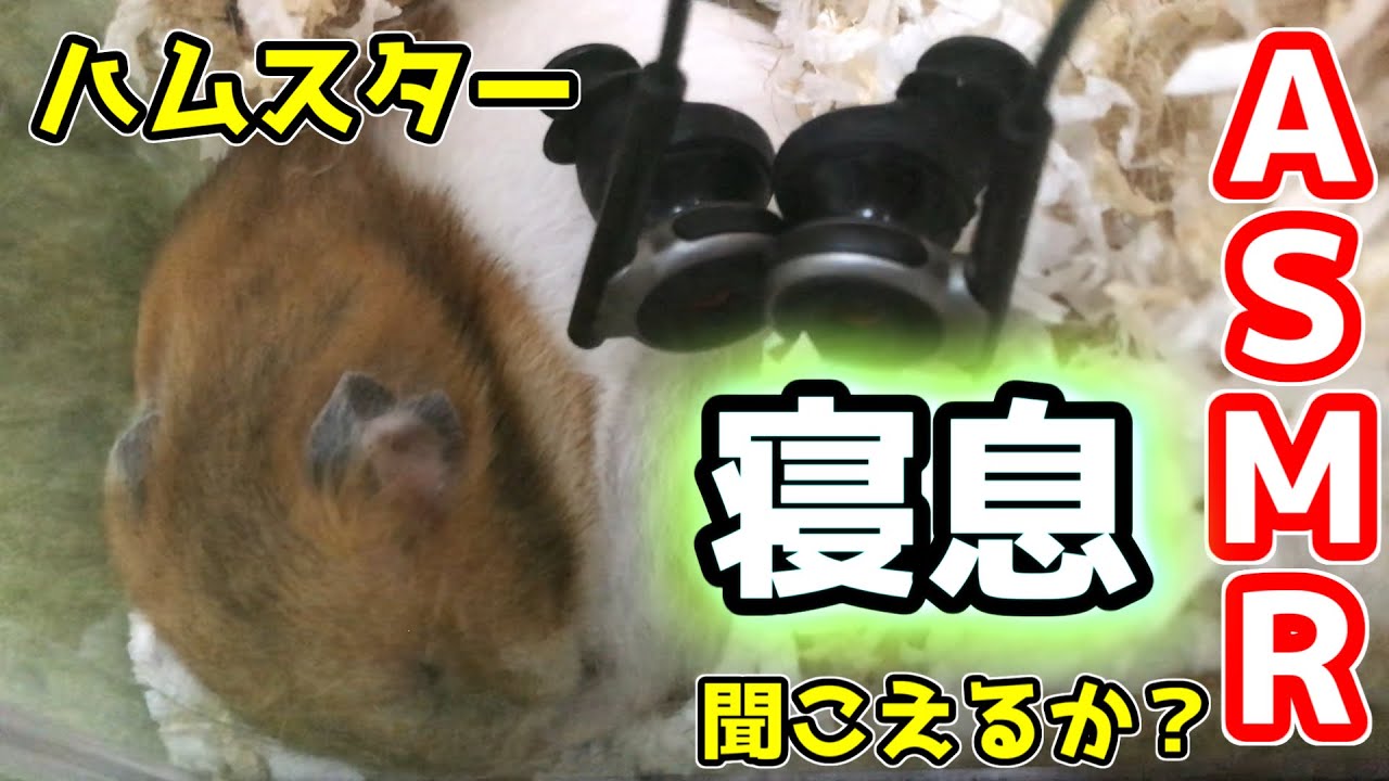 ハムスターasmr寝息をとってみたら かわいい動画 ゴールデンハムスターこれ見て癒されてください Hamster ここちゃん Youtube ハムスターasmr寝息をとってみたら かわいい動画 ゴールデンハムスターこれ見て癒されてください Hamster ここちゃん Youtube