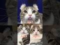 Cat tongue-out evolution 😋#tongueout #cat #catlovers #cute