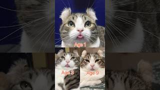 Cat Tongue-Out Evolution