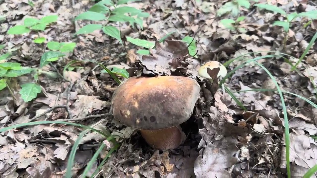 Boletus aereus — медный боровик из лиственных лесов, август 2025 г.
