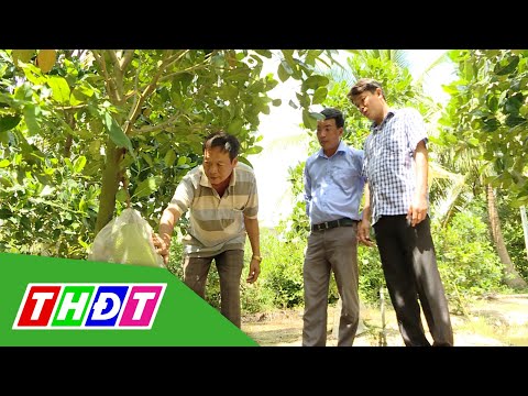Video Đồng Tháp tăng cường thực hiện mã số vùng trồng | THDT - youtube