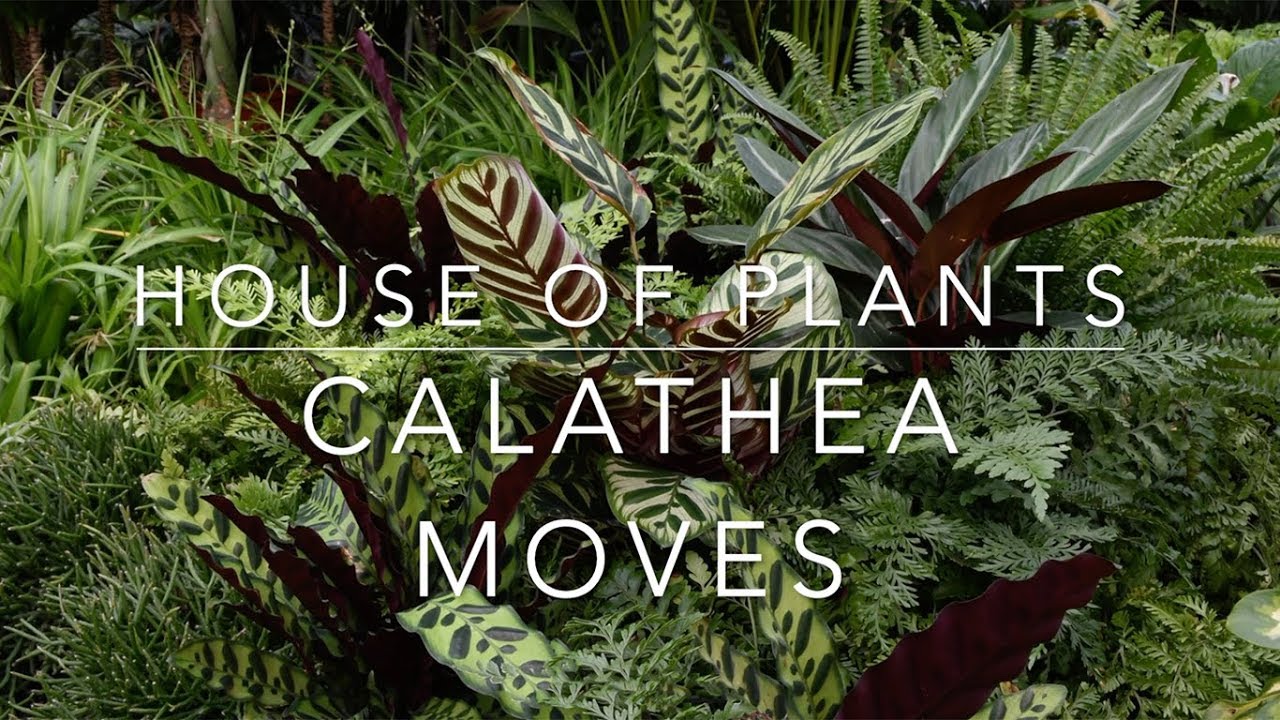 Calathea time lapse