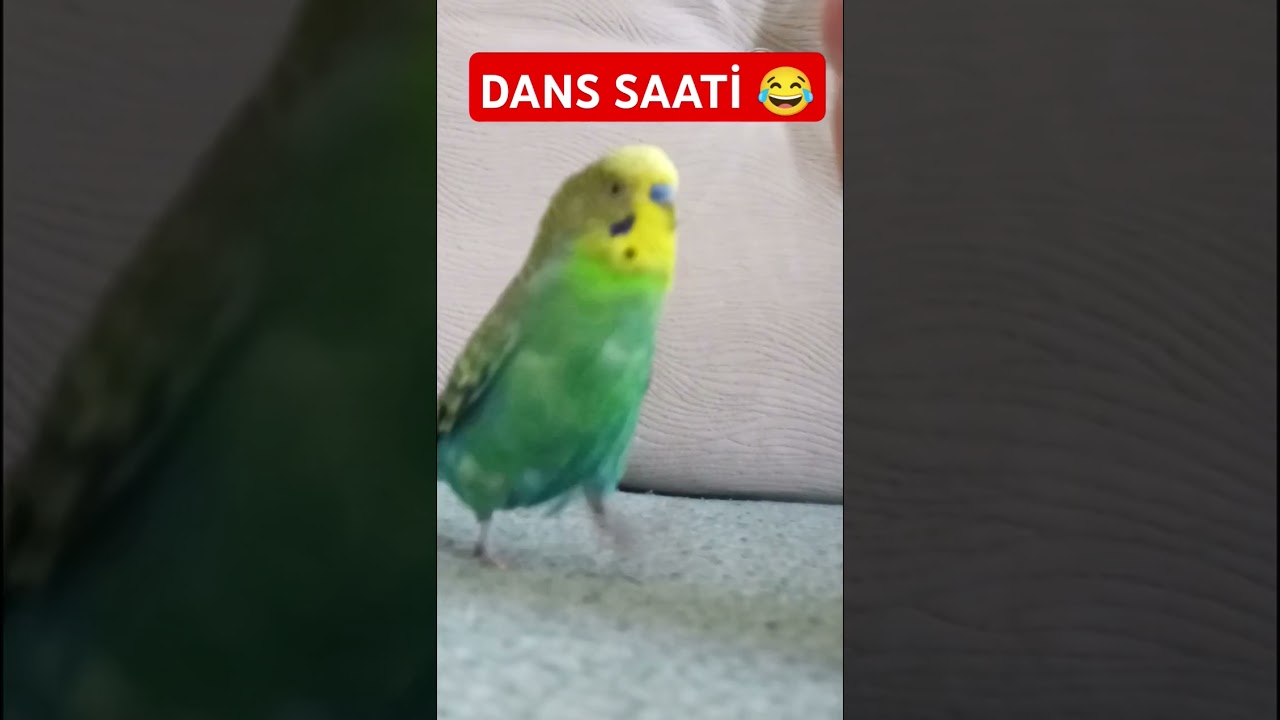 Dans Saati 😂🎉 #muhabbetkuşufıstık #muhabbetkuslari #muhabbetkuşu #birds #parrot #funny #kuslar