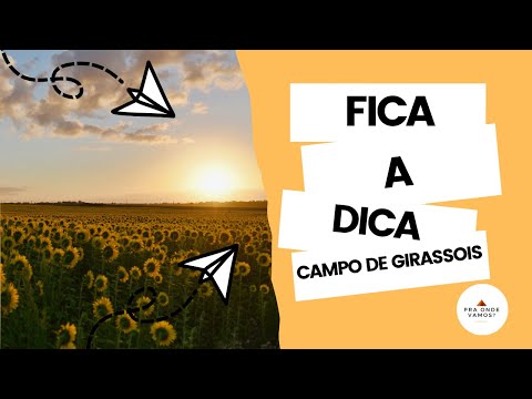 Como visitar a plantação de girassóis em Campinas