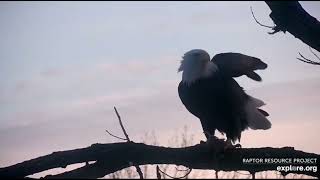 Decorah Eagles 12-29-22, 8 am HD has breakfast, HD and HM to the nest