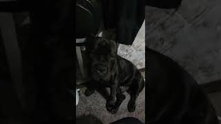 Cane corso Goku is a bathroom buddy 🤣 #canecorso #mastiff #corso #dog #doglife #pets #funny