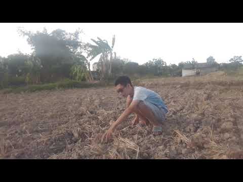 Video: Quá trình xới đất là gì?