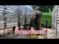 Live❓วินาทีบัวบานขึ้นรถครั้งแรก🔥new car elephant [พลายบัวบาน]