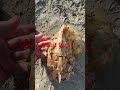 REAL Message in a bottle! Found walking the beach with Marley.