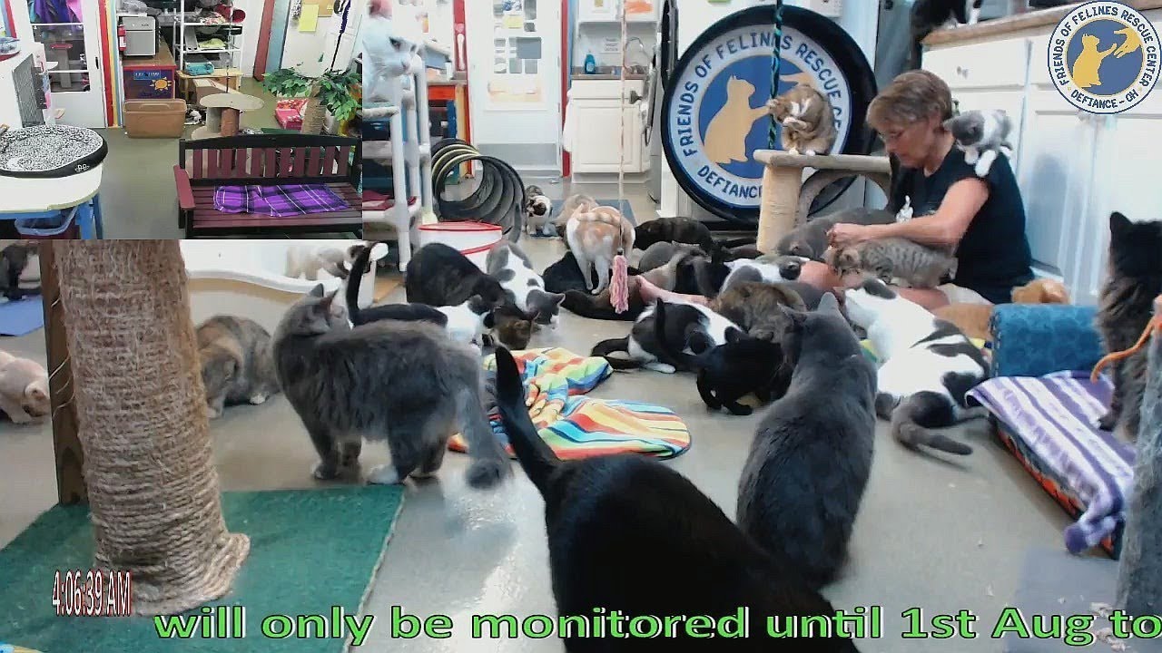 cage free vs organic eggs Stan's 20180717 Chickie time up close