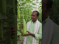 #farming సొరకాయ #god is great