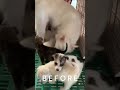 MOTHER DOG AND HER PUPPIES