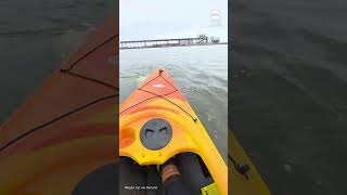 Beluga whales bump delight tourists kayak