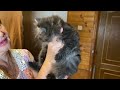 Персидский котенок Юнона Фрида ДМ из помета «Ю» от 14 июля