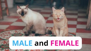 The differences between MALE and FEMALE cats that you DON'T KNOW!