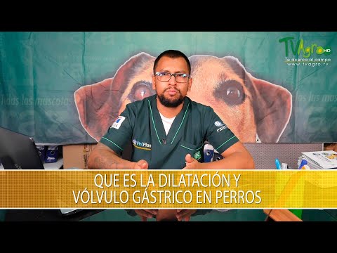Video: Vólvulo en perros
