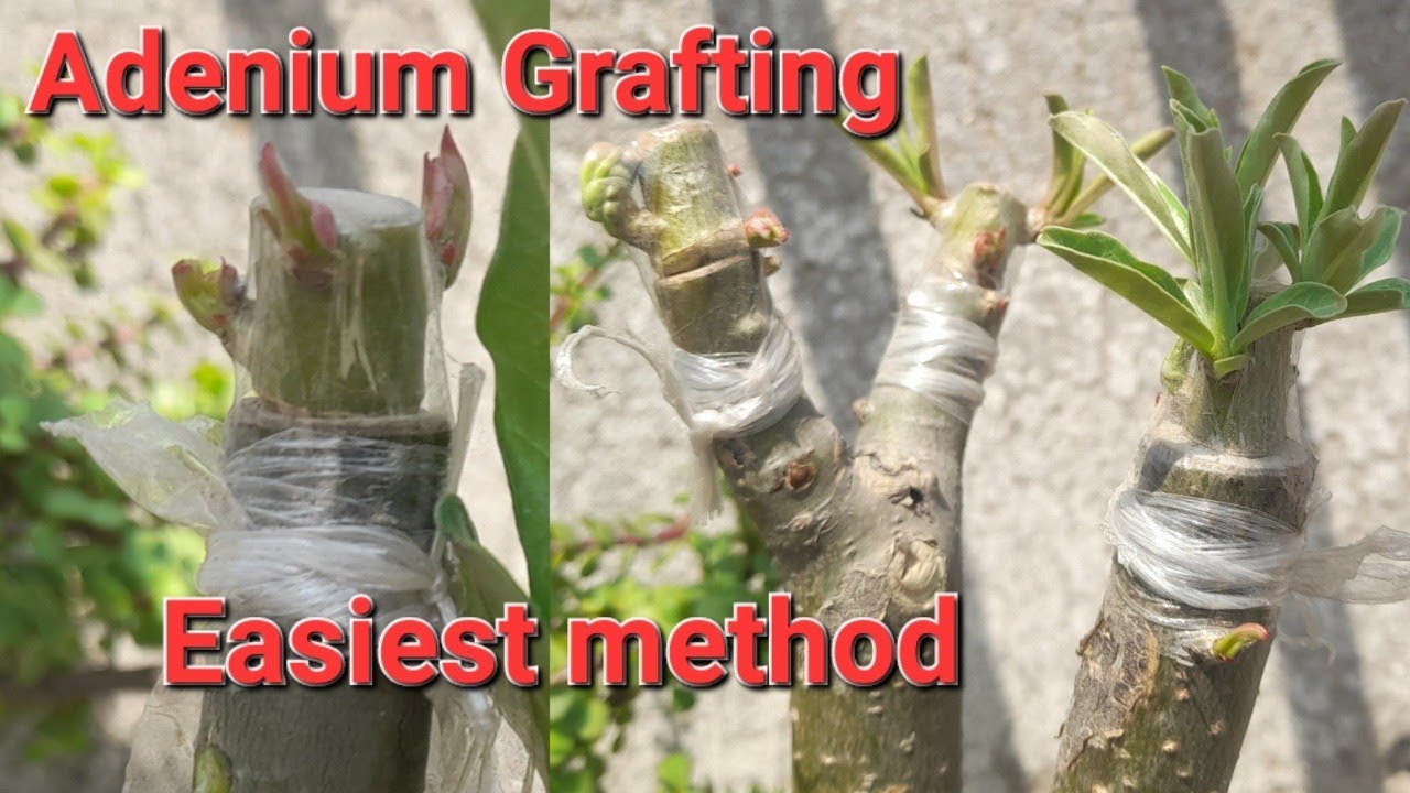 Adenium Grafting Easiest method Desert Rose Tablet Grafting