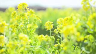 J.S.バッハ: ゴルトベルク変奏曲：アリア ［ナクソス・クラシック・キュレーション #癒し］