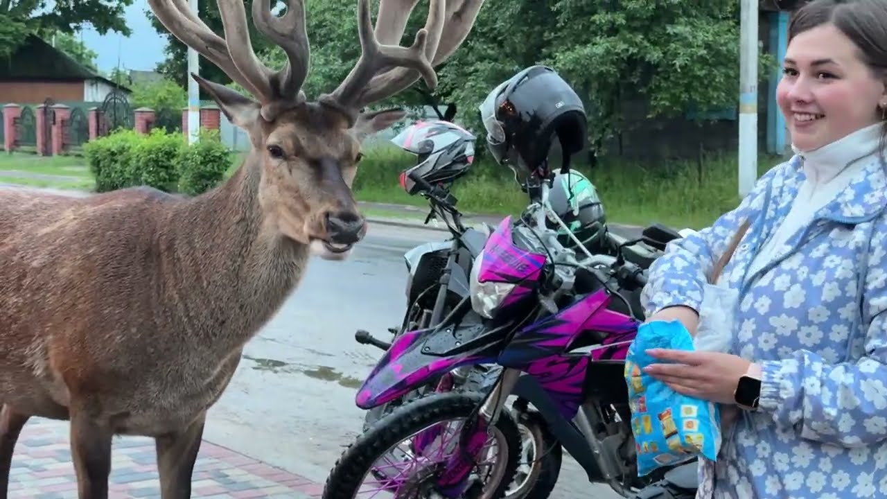 Боря ходить по магазинах #irysik3076 #deer #animals #олень #оленьборис #оленьборя  #оленьборька