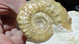 Peltoceras Ammonite limestone jurassic fossil preparation