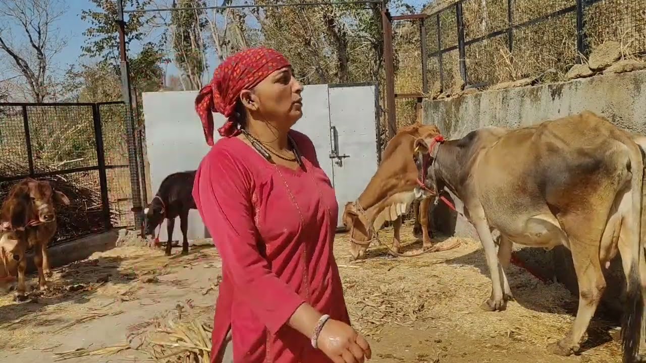 क्या बताऊं कैसे हालात है मेरे😔😔😔बहुत दिनों बाद अपडेट वीडीओ