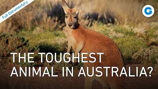 Desert Survivors: Red Kangaroos and Down Under's Wildest Creatures | Full Documentary