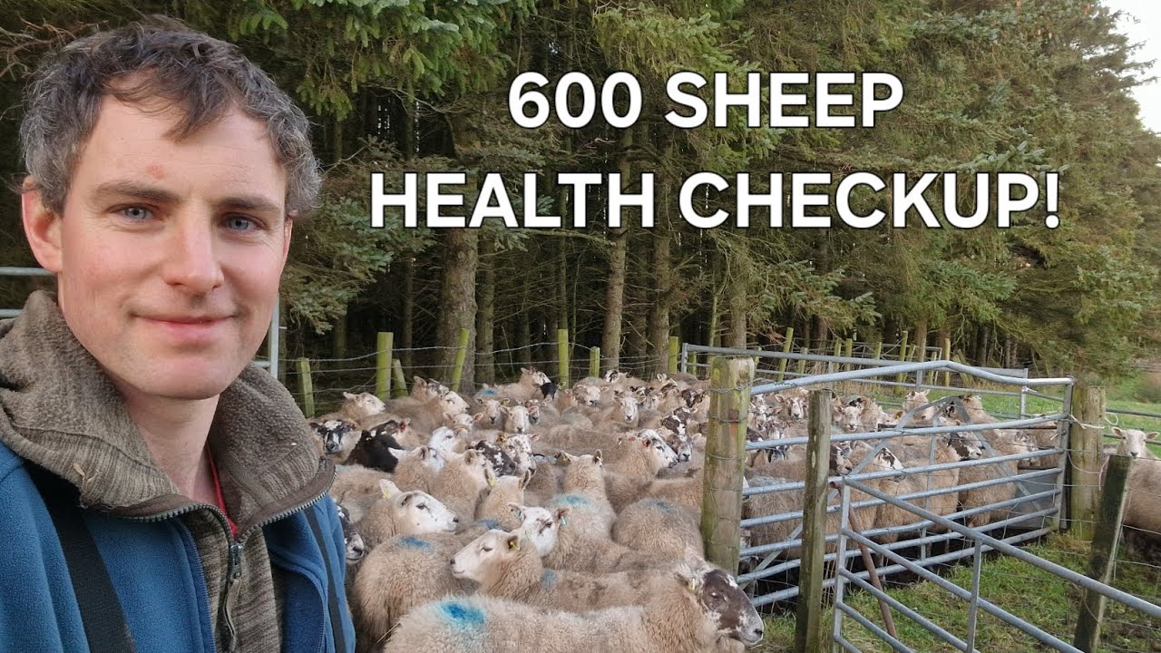 Do we have any problem sheep? Health checkup for the ewes on the ...