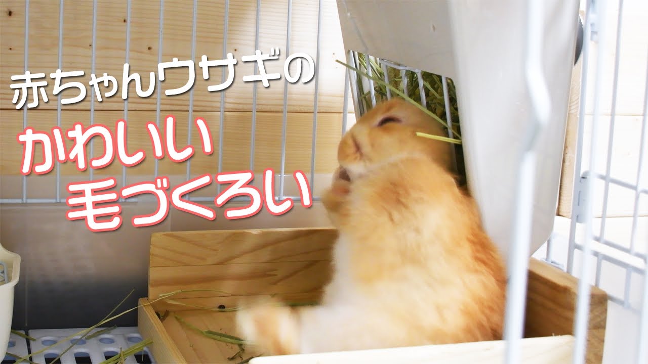 赤ちゃんウサギのかわいい毛づくろい Youtube