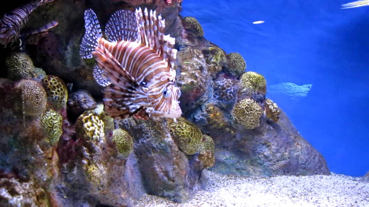 Lion fish Boston aquarium YouTube