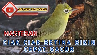 SOLUSI MASTERAN KECIAL KUNING MACET BUNYI AGAR CEPAT GACOR BUKA PARUH || CIAK CIAK MASTERAN HANDAL