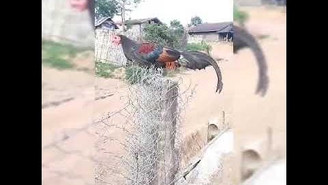 Kuv tus qaib qus 100 % 26/6/2019 leej twg nyiam noog tau?