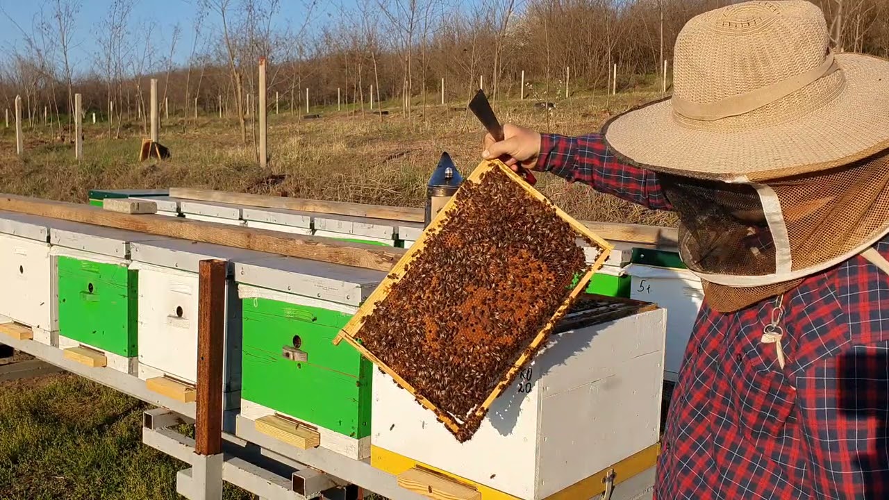 Albine, în 11 aprilie