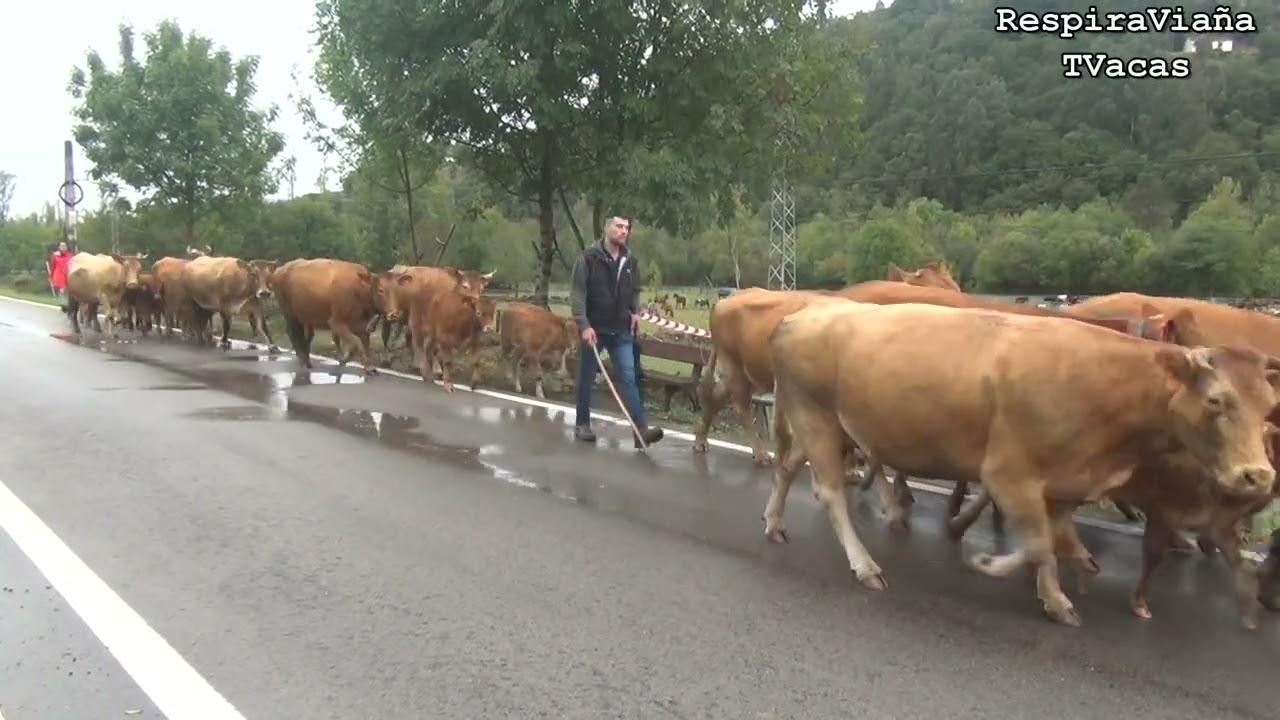 Feria Ganadera de Entrambasmestas 5 10 2025