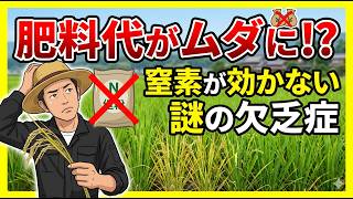 【盲点】肥料代をドブに捨てるな！窒素が効かなくなる恐怖の欠乏症とは