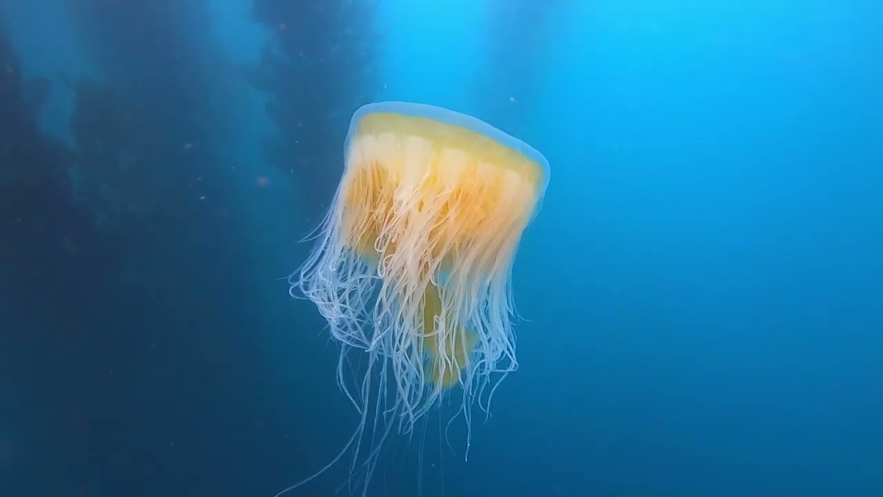 Egg-Yolk Jellyfish in Monterey Bay