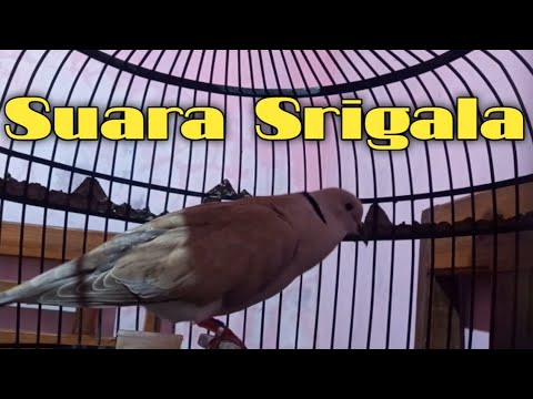 masteran puter pelung suara srigala