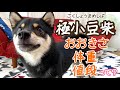 極小豆柴(成犬)とは？大きさ・体重・値段を実際にチェック！ very small Shiba Inu dogs size