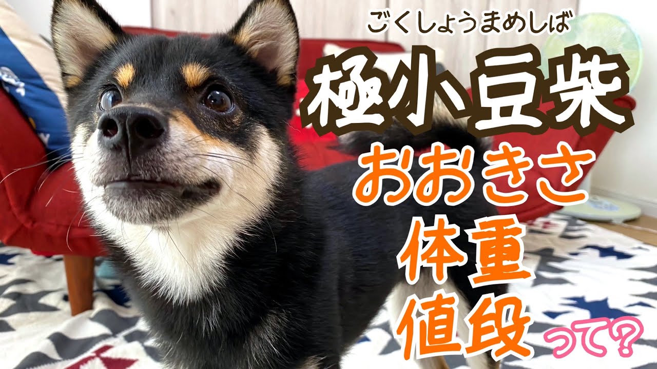 極小豆柴 成犬 とは 大きさ 体重 値段を実際にチェック Very Small Shiba Inu Dogs Size Youtube