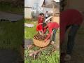 The amazing process of making lime.😱#viral #trending #shorts