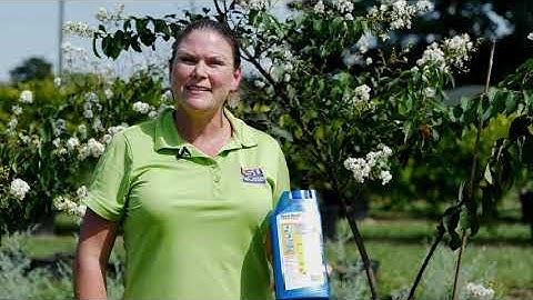 Get It Growing: Crape Myrtle Bark Scale